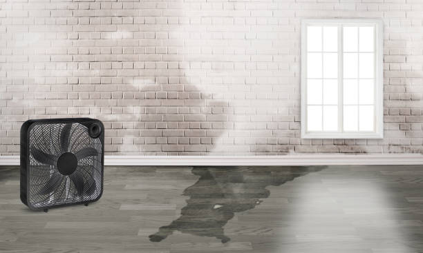 Best Residential water damage restoration  in Norwood Young America, MN